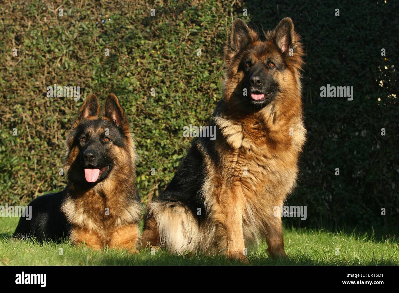 Old German Shepherds Stock Photo Alamy