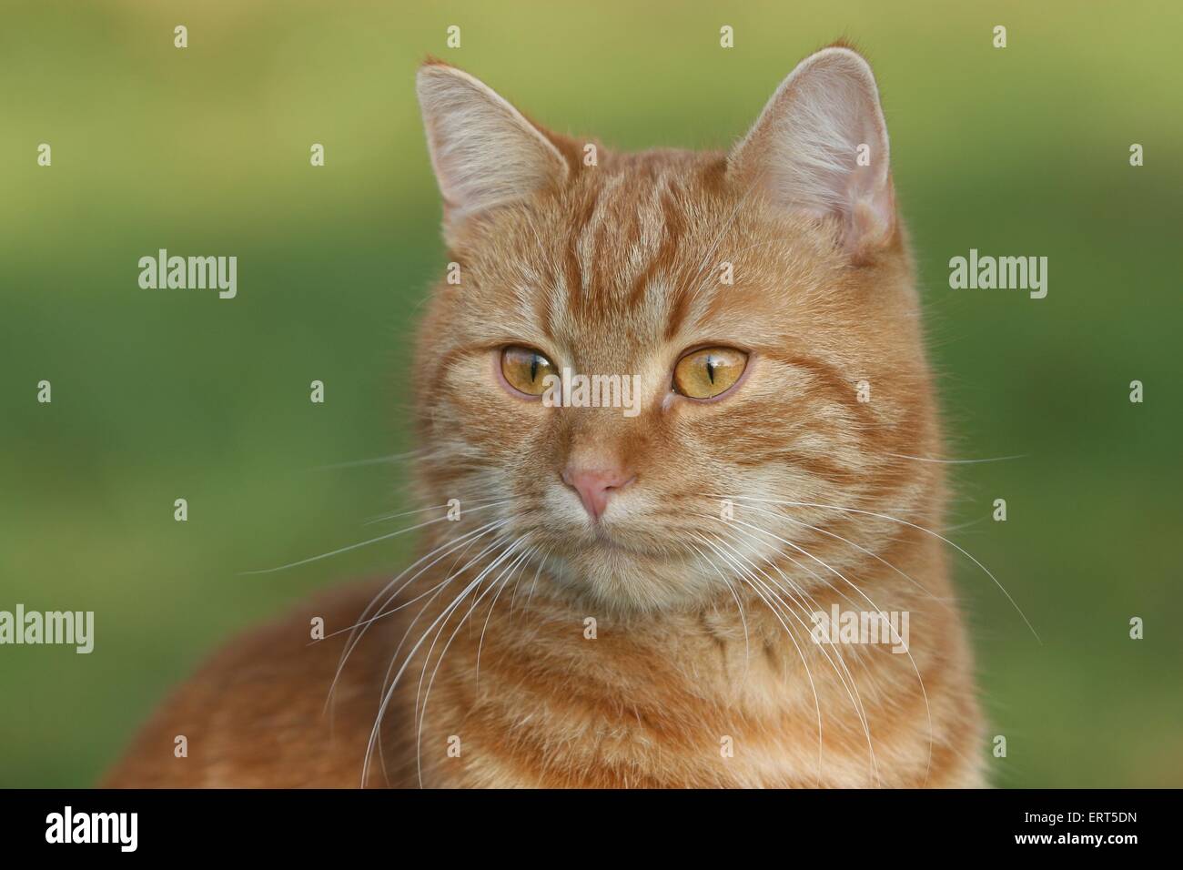 An Cat domestic cat portrait Stock Photo - Alamy