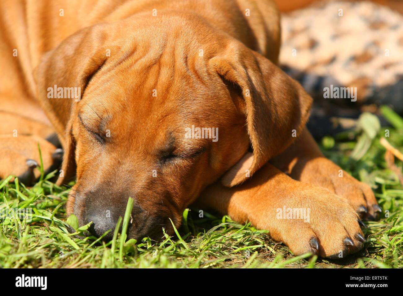Rhodesian Ridgeback Puppy Stock Photo - Alamy
