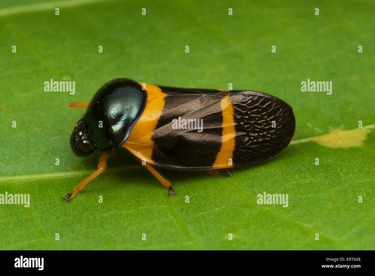 Cercopidae are the largest family of Cercopoidea, a xylem-feeding insect  group, commonly called froghoppers Stock Photo - Alamy