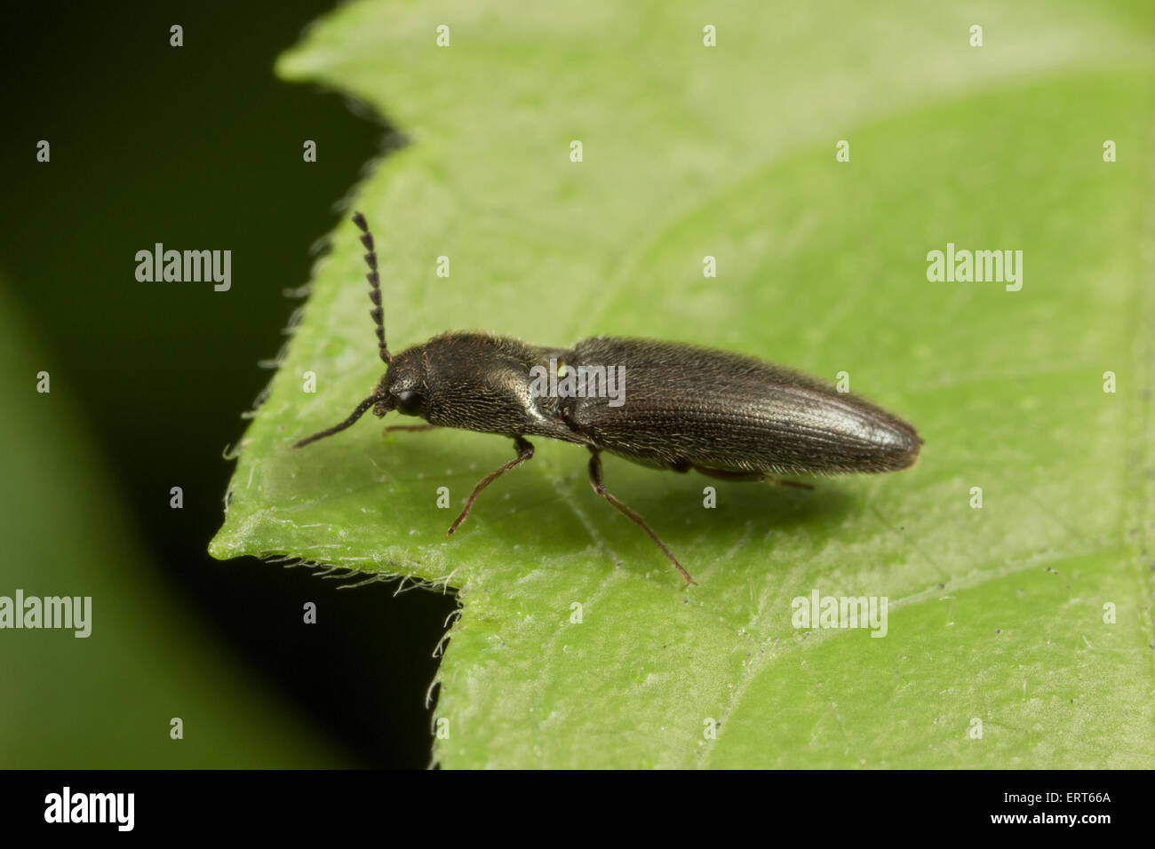 A click beetle of approx 4mm length. Insects in the family Elateridae are commonly called click beetles (or 'typical click beetl Stock Photo