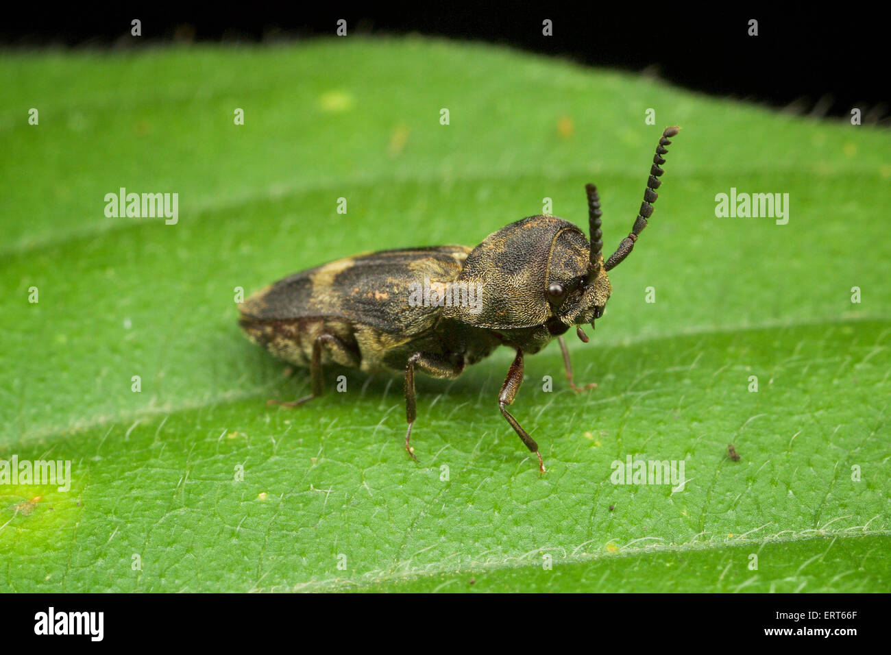 False Click beetle (Eucnemidae), genus Galbites. Stock Photo