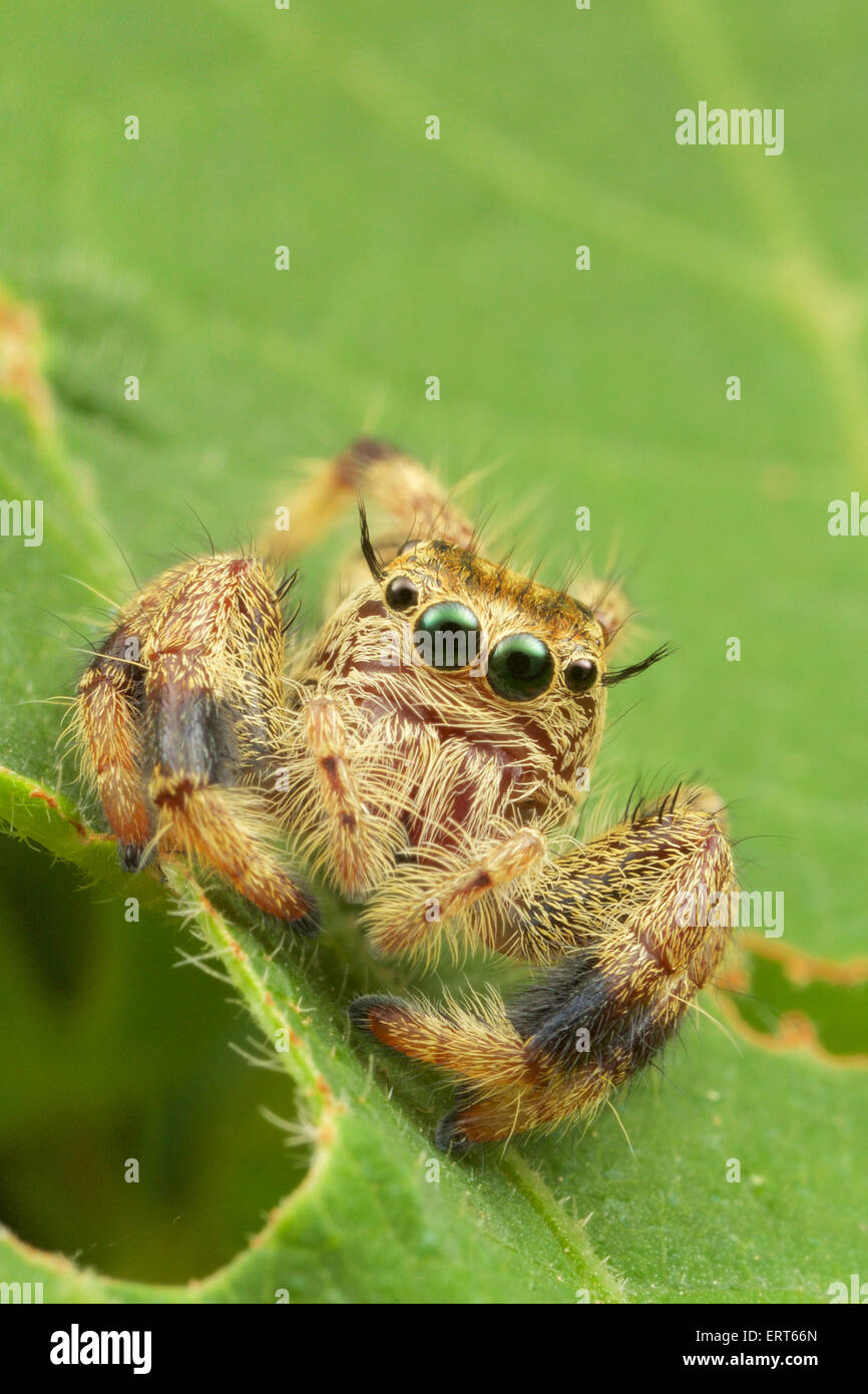 Hyllus sp. Jumping Spider. The jumping spider family (Salticidae) contains about 5,000 described species,  Jumping spiders have Stock Photo