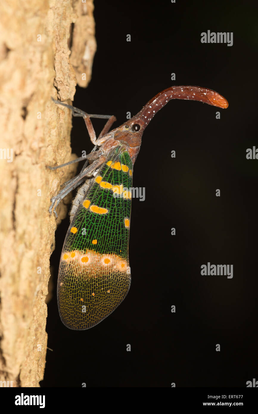 Pyrops hi-res stock photography and images - Alamy