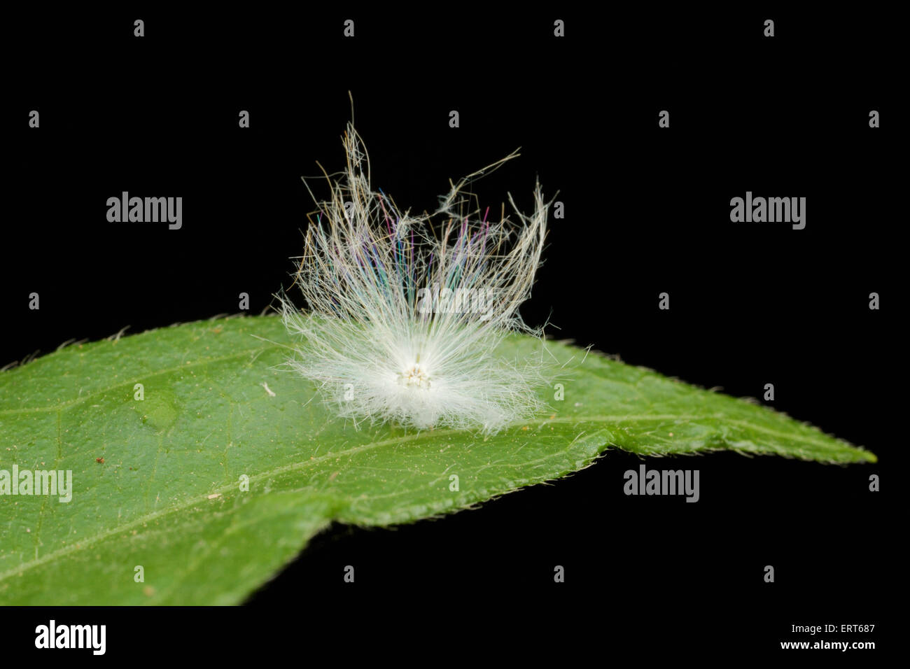 Unknown Planthopper nymph, showing white filaments for protection. Stock Photo