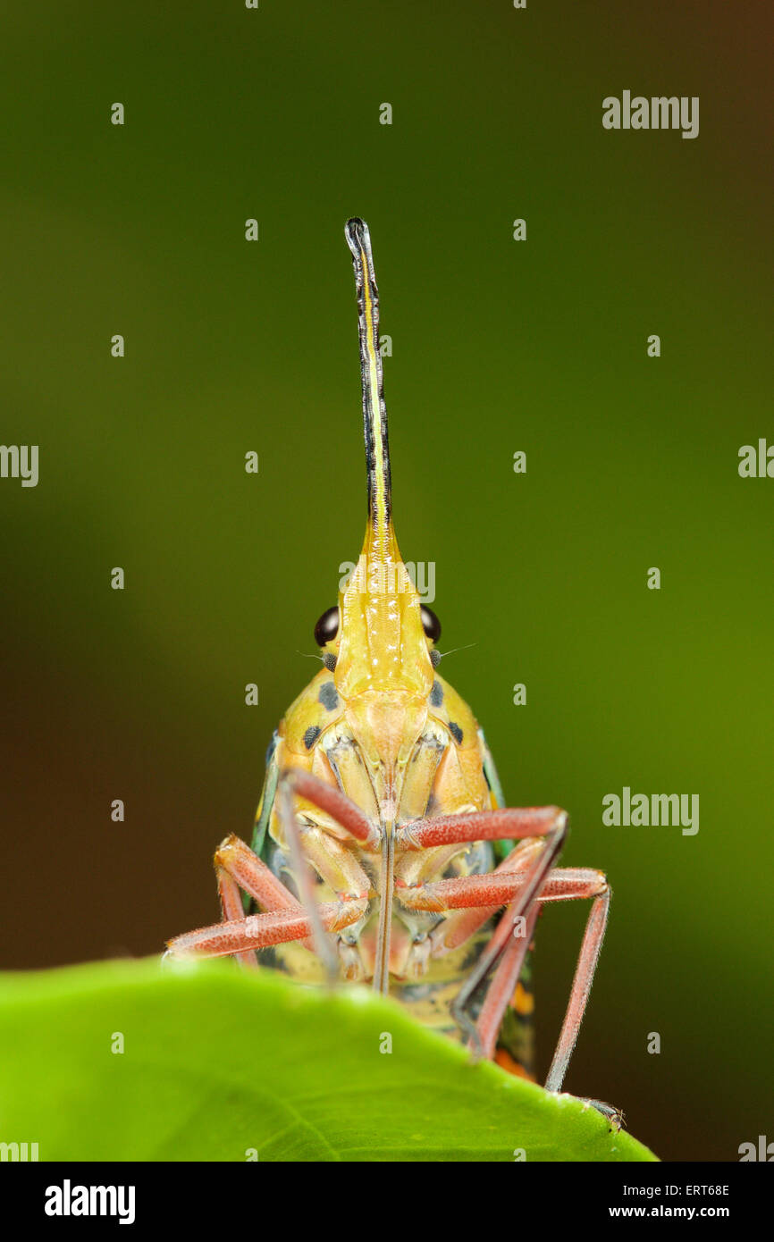 Saiva gemmata (Westwood, 1848) yellow-spot blue-lanternfly or lantern bug. In Kaeng Krachan National Park, Thailand. Stock Photo