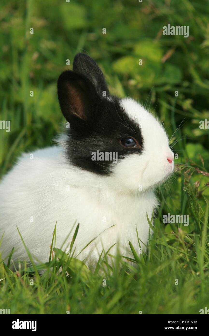 young rabbit Stock Photo