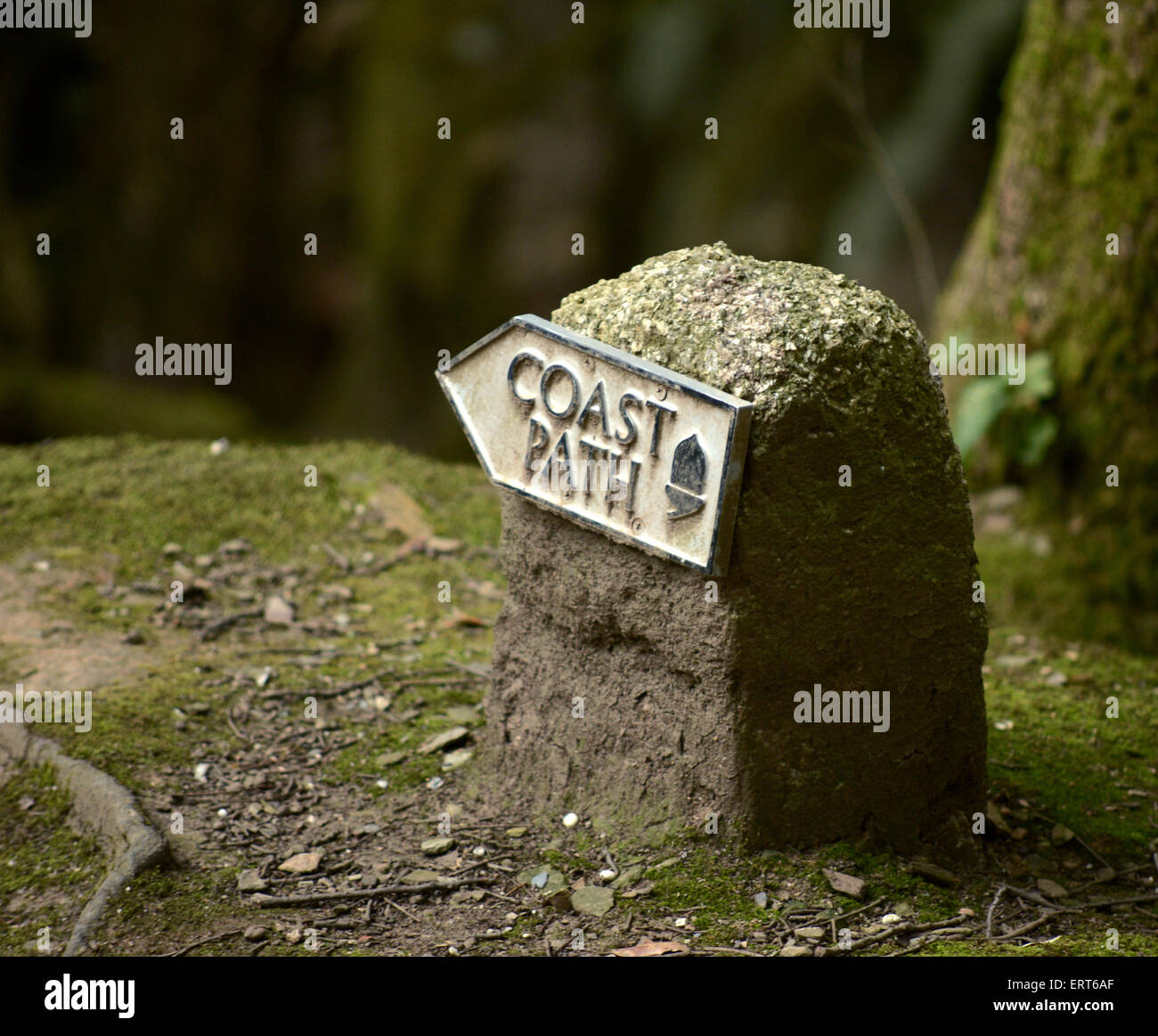 Wooded Section of Cornish Coast Path near Mawnan Smith, Falmouth Stock Photo