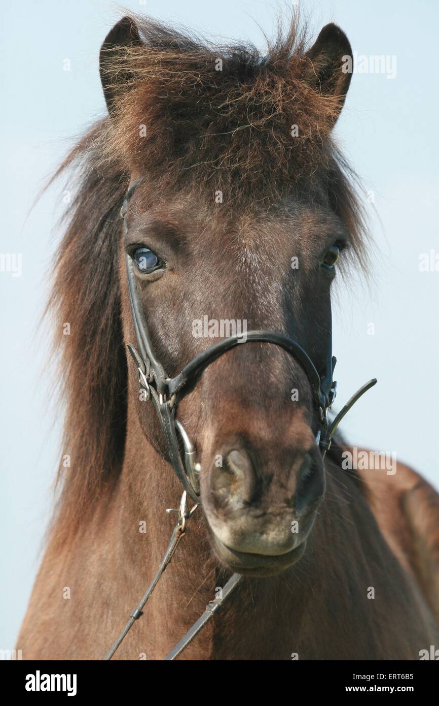 Icelandic horse portrait Stock Photo - Alamy