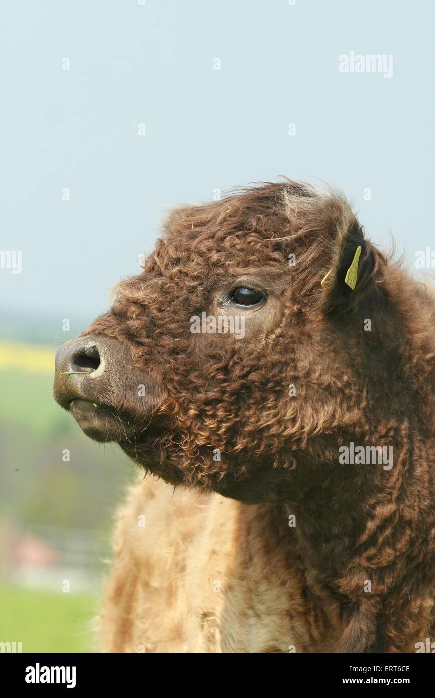Curly Haired Cow High Resolution Stock Photography and Images - Alamy