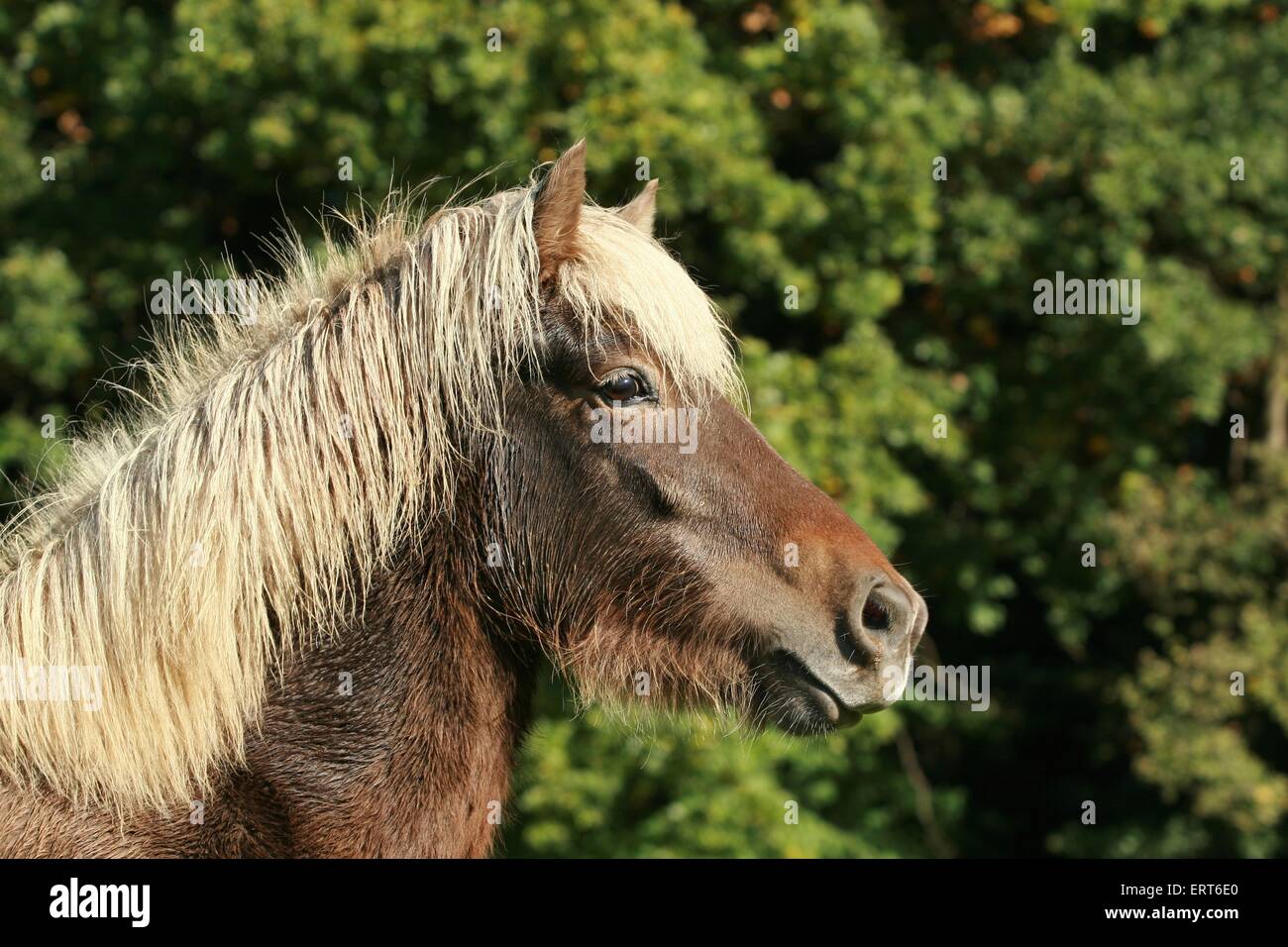 Icelandic horse portrait Stock Photo - Alamy