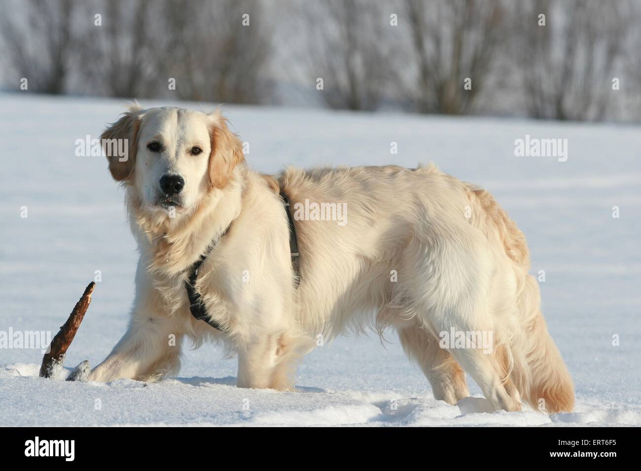 Golden Retriever in snow Stock Photo - Alamy