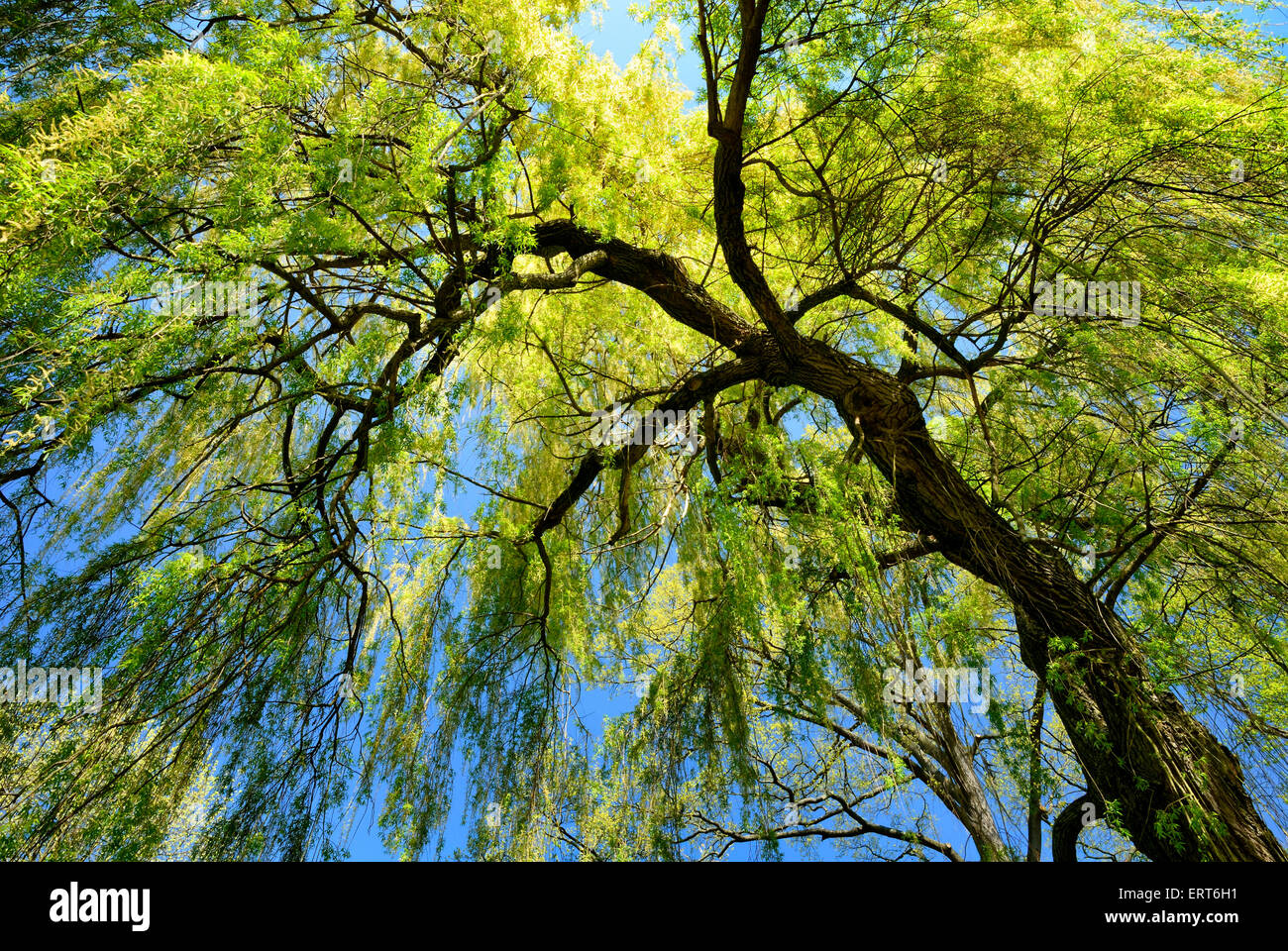 Worm's-eye view of a fresh green weeping willow with spring's clear blue sky in the background Stock Photo