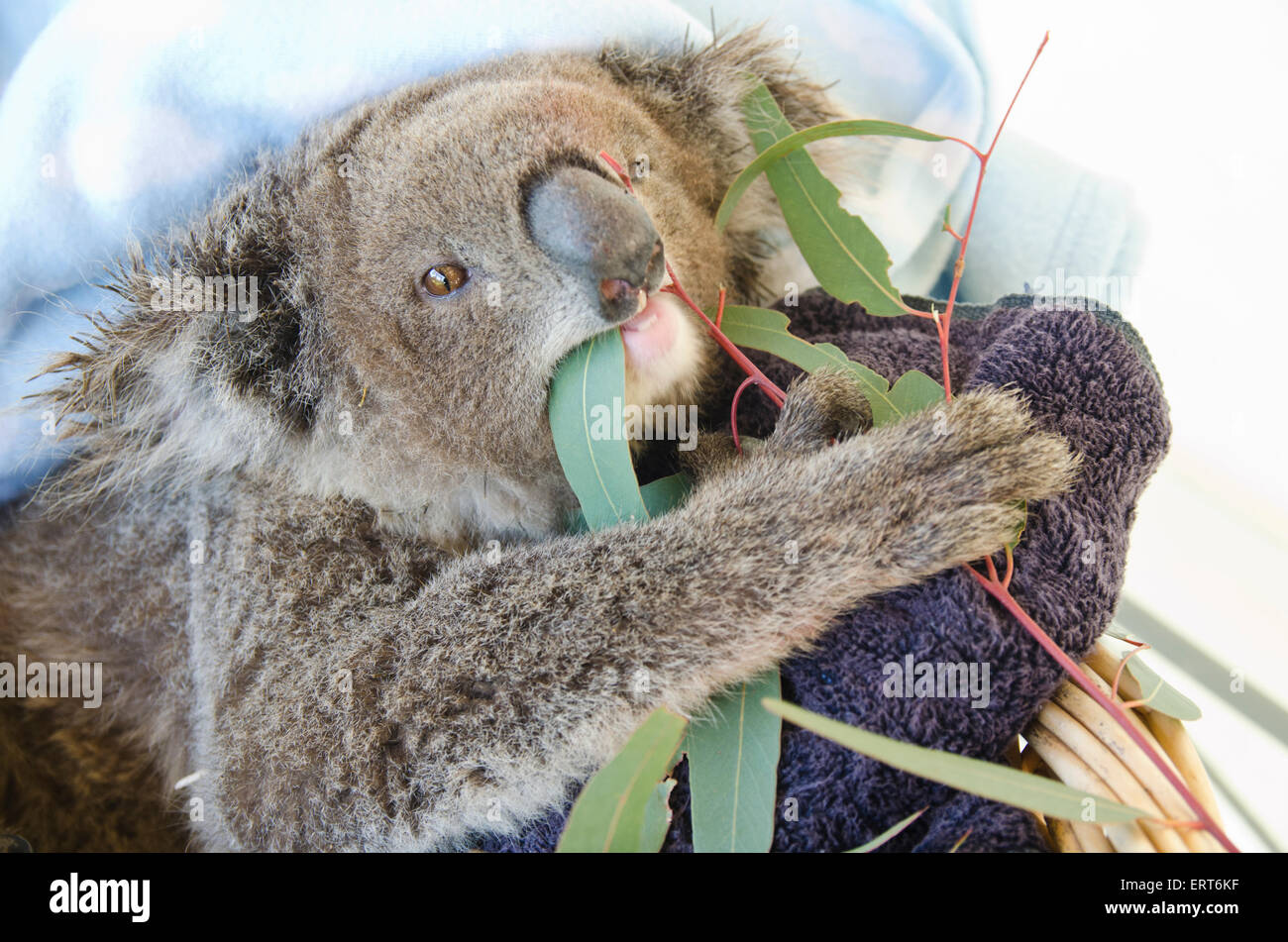 A young rescued female koala eating gum leaves. Phasocolarctus cinerus Stock Photo