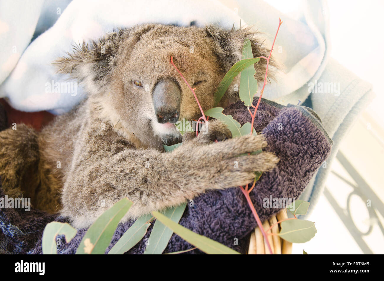 A young rescued female koala eating gum leaves. Phasocolarctus cinerus Stock Photo