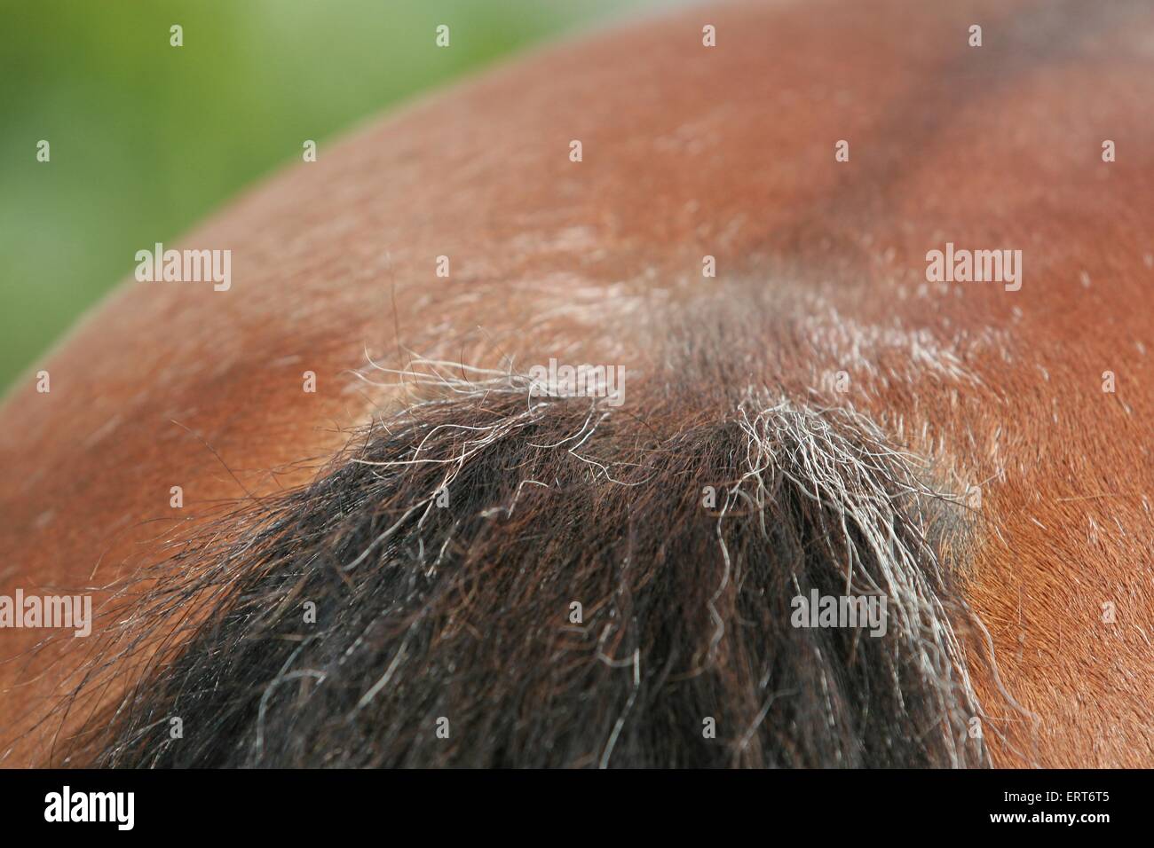 Dock horses hires stock photography and images Alamy