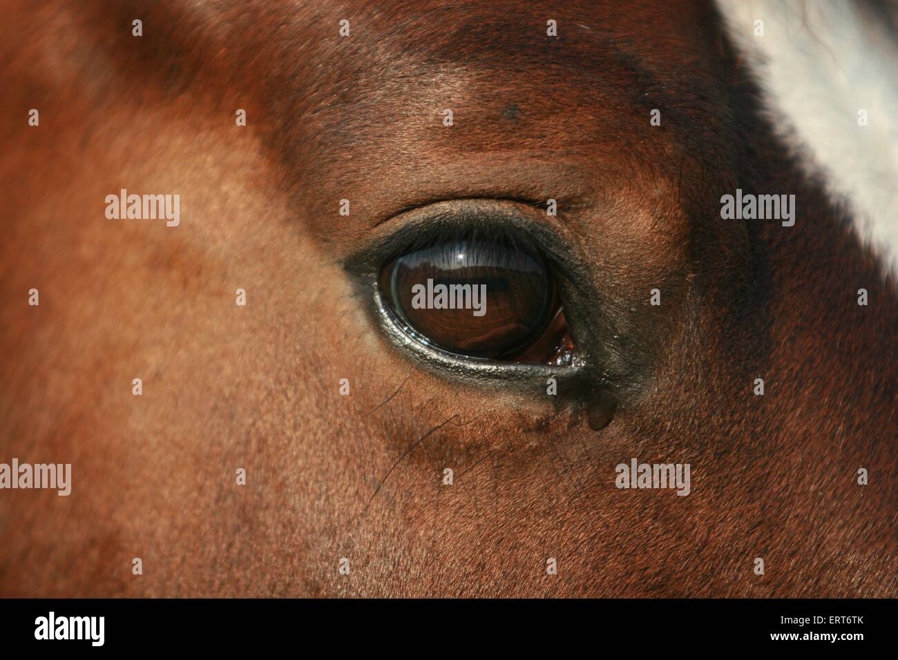 Heavy Warmblood eye Stock Photo