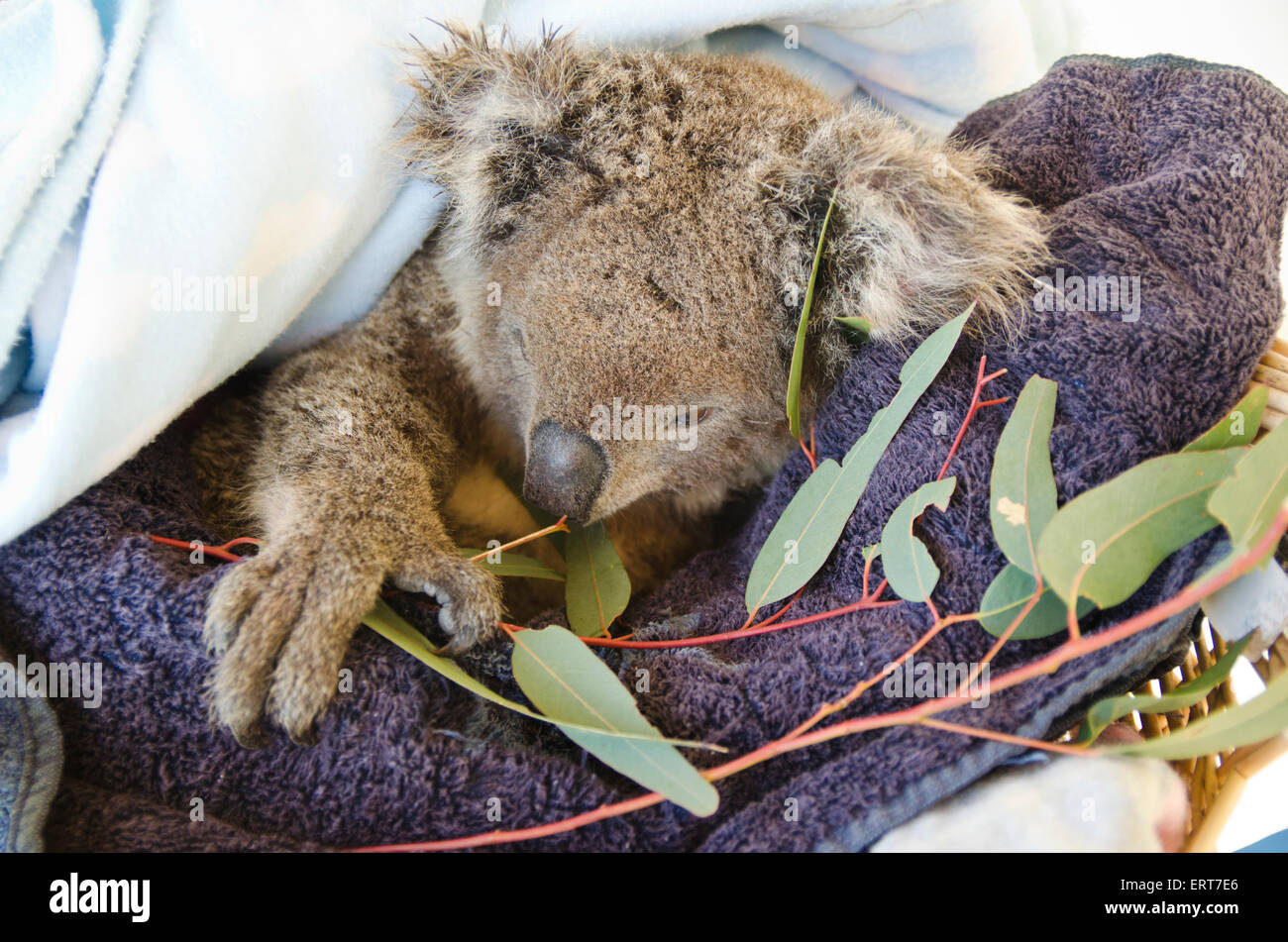 A young rescued female koala eating gum leaves. Phasocolarctus cinerus Stock Photo