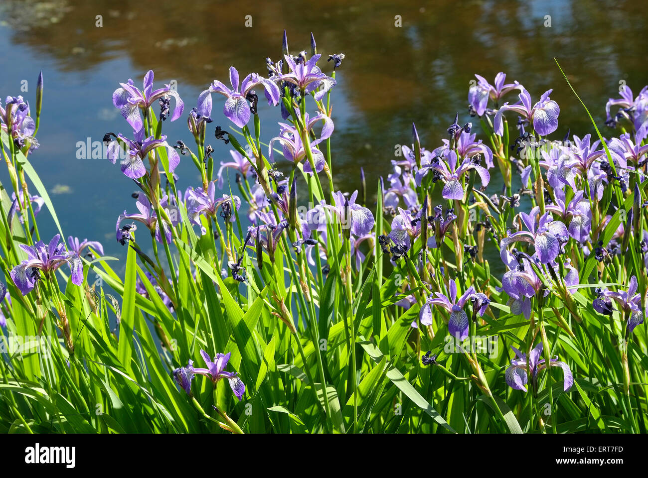 blue flag iris in garden Stock Photo