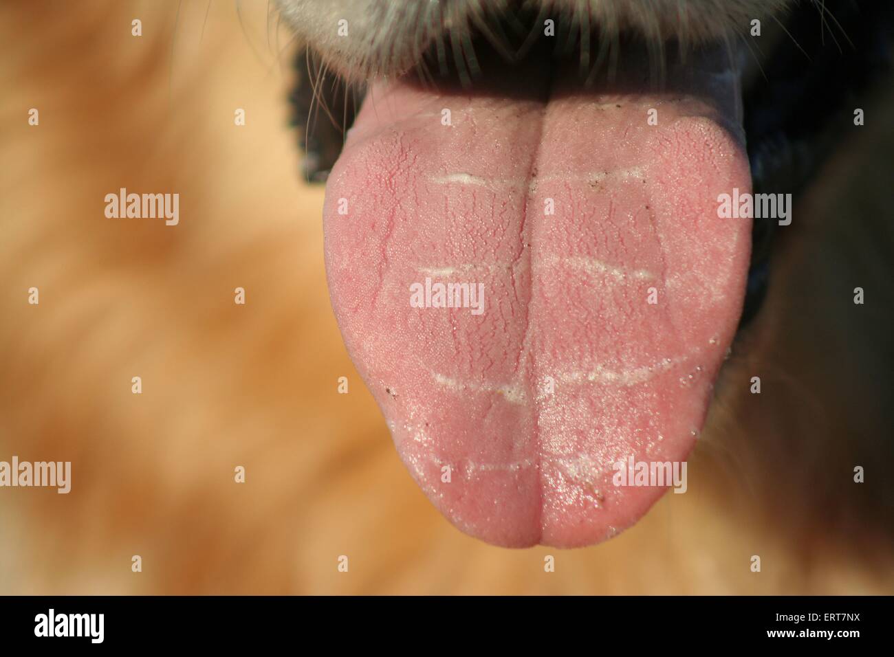 dogs tongue Stock Photo Alamy
