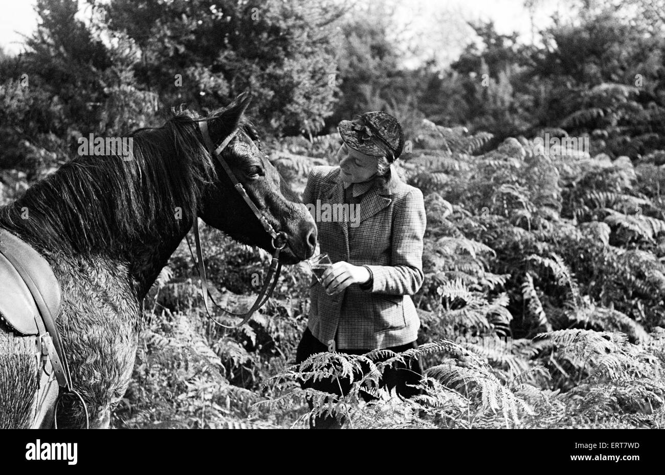 Cross country horse riding in Beaconsfield, Buckinghamshire. Circa 1946. Stock Photo
