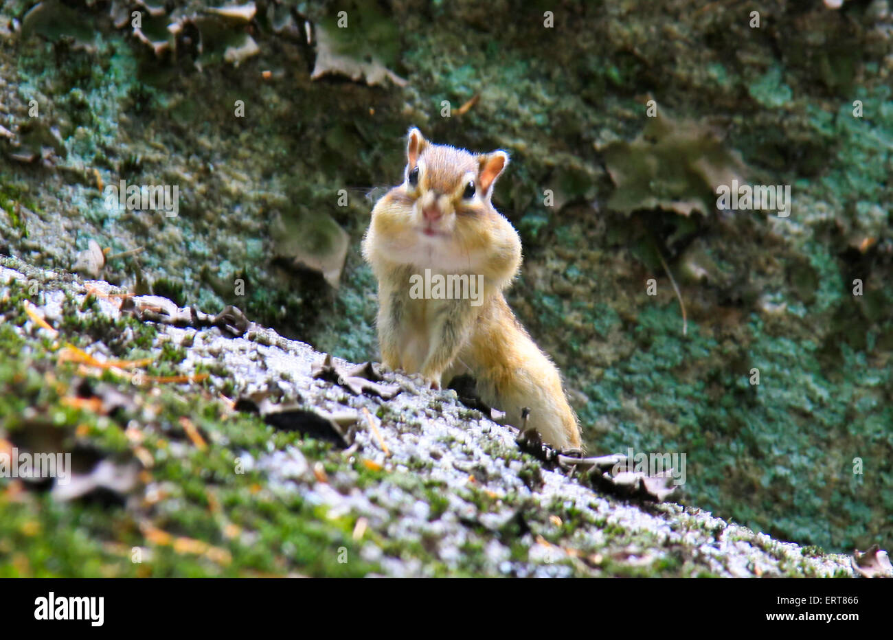 gluttonous small but cute animal - chipmunk Stock Photo