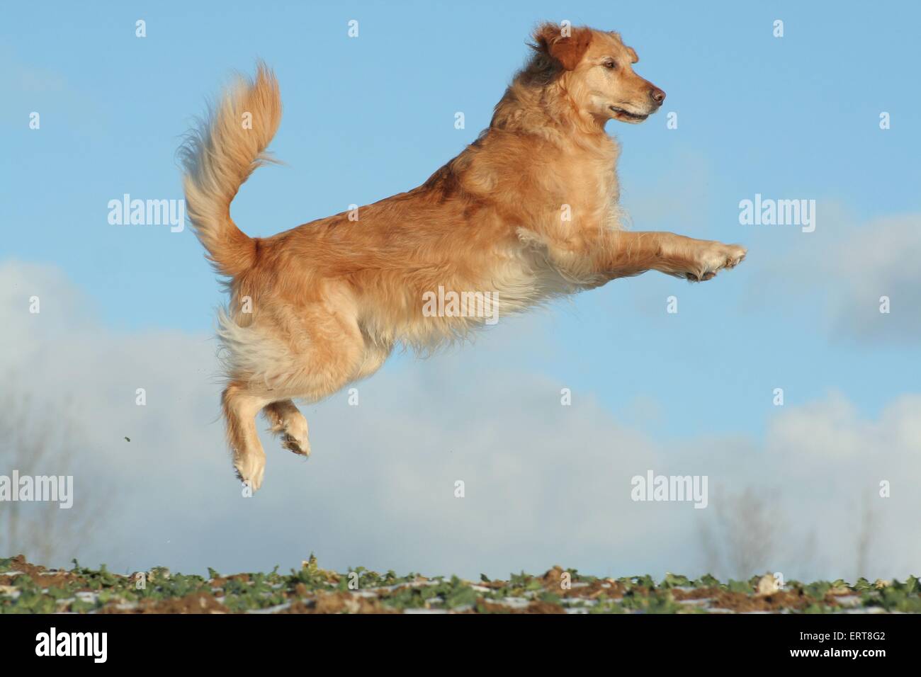 jumping Golden Retriever Stock Photo 