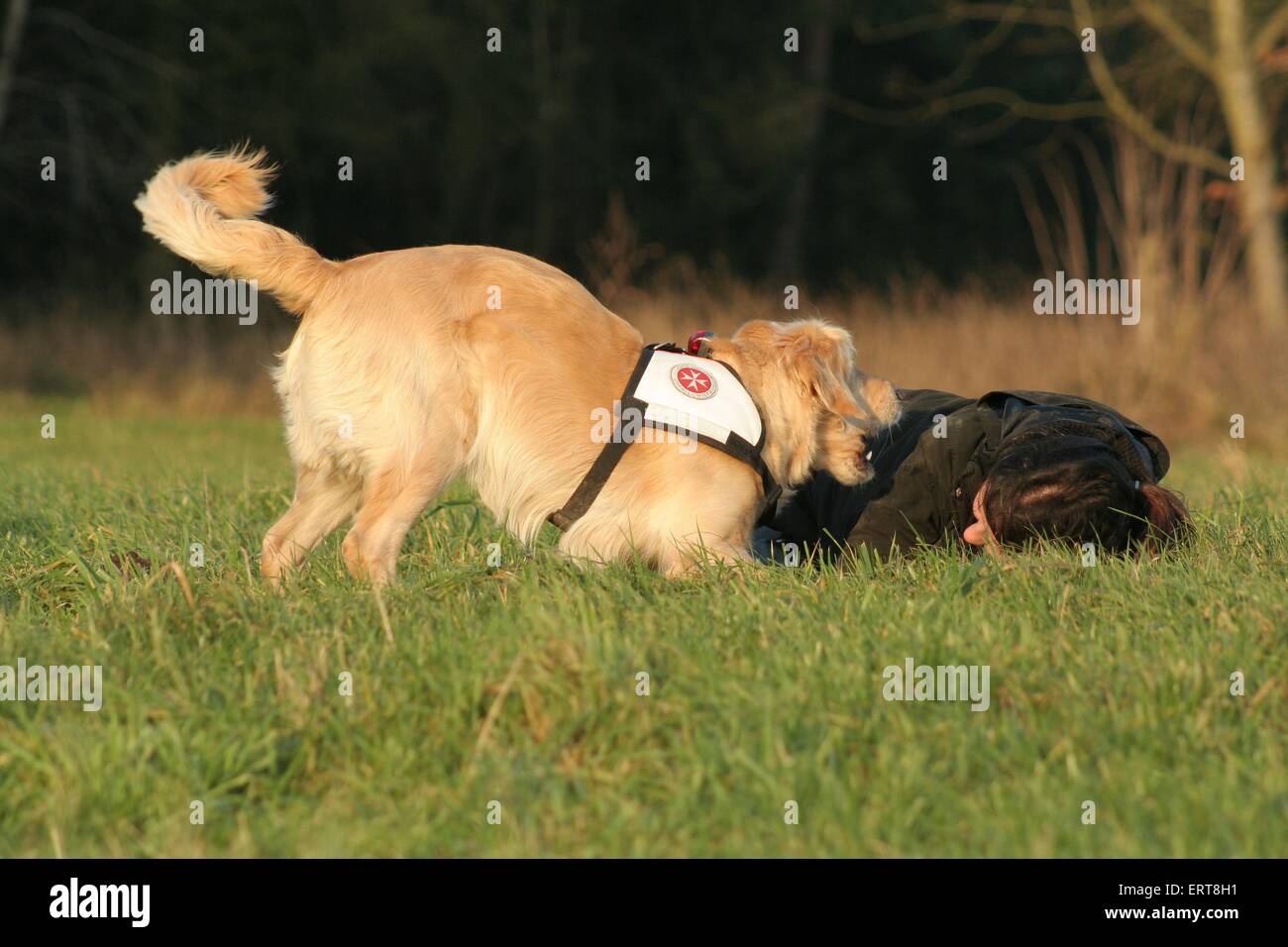 rescue dog training Stock Photo