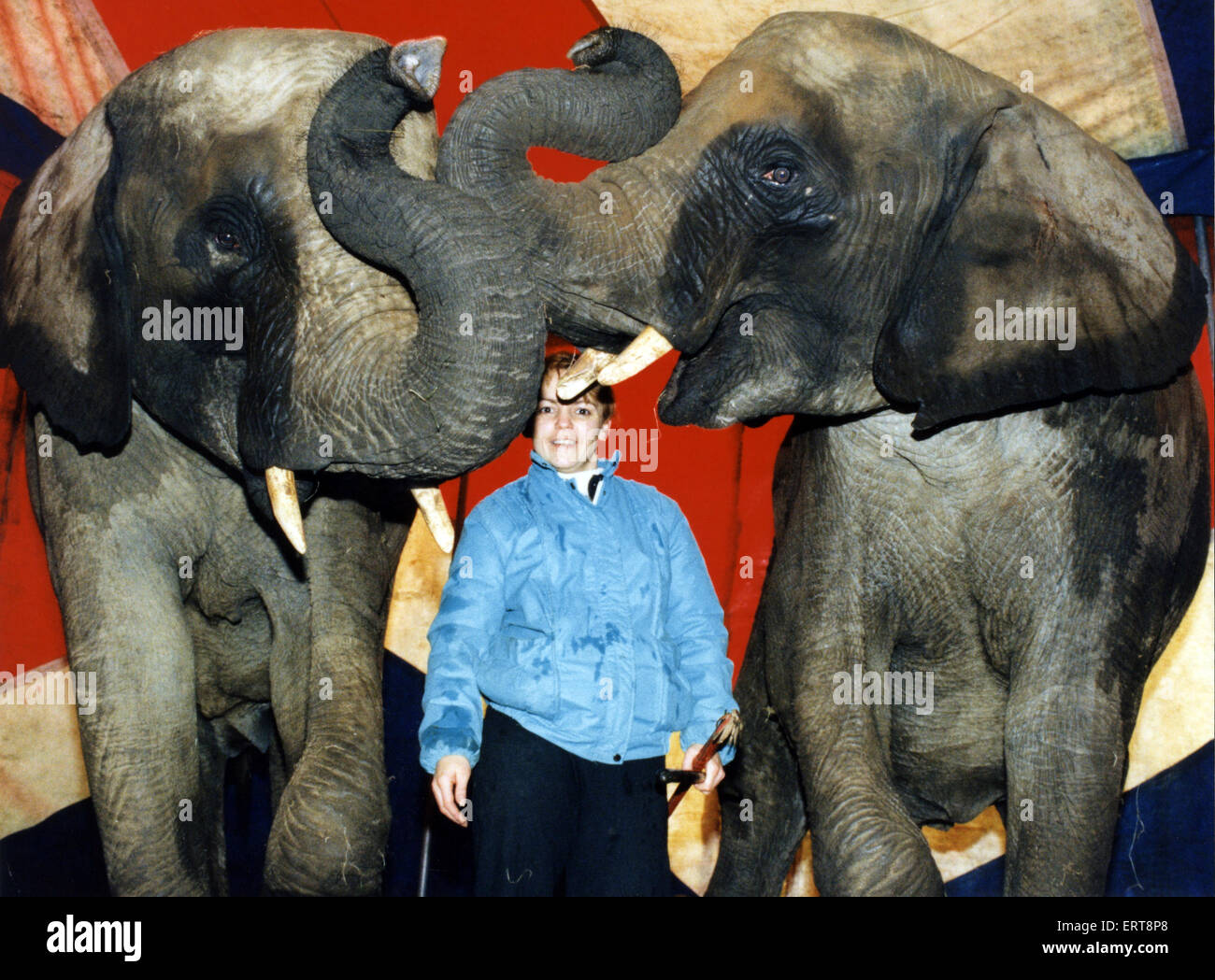 Elephants Rosa and Opal with their trainer Sallyann Roncescu at Chipperfields Circus near Stockton. 27th December 1994. Stock Photo