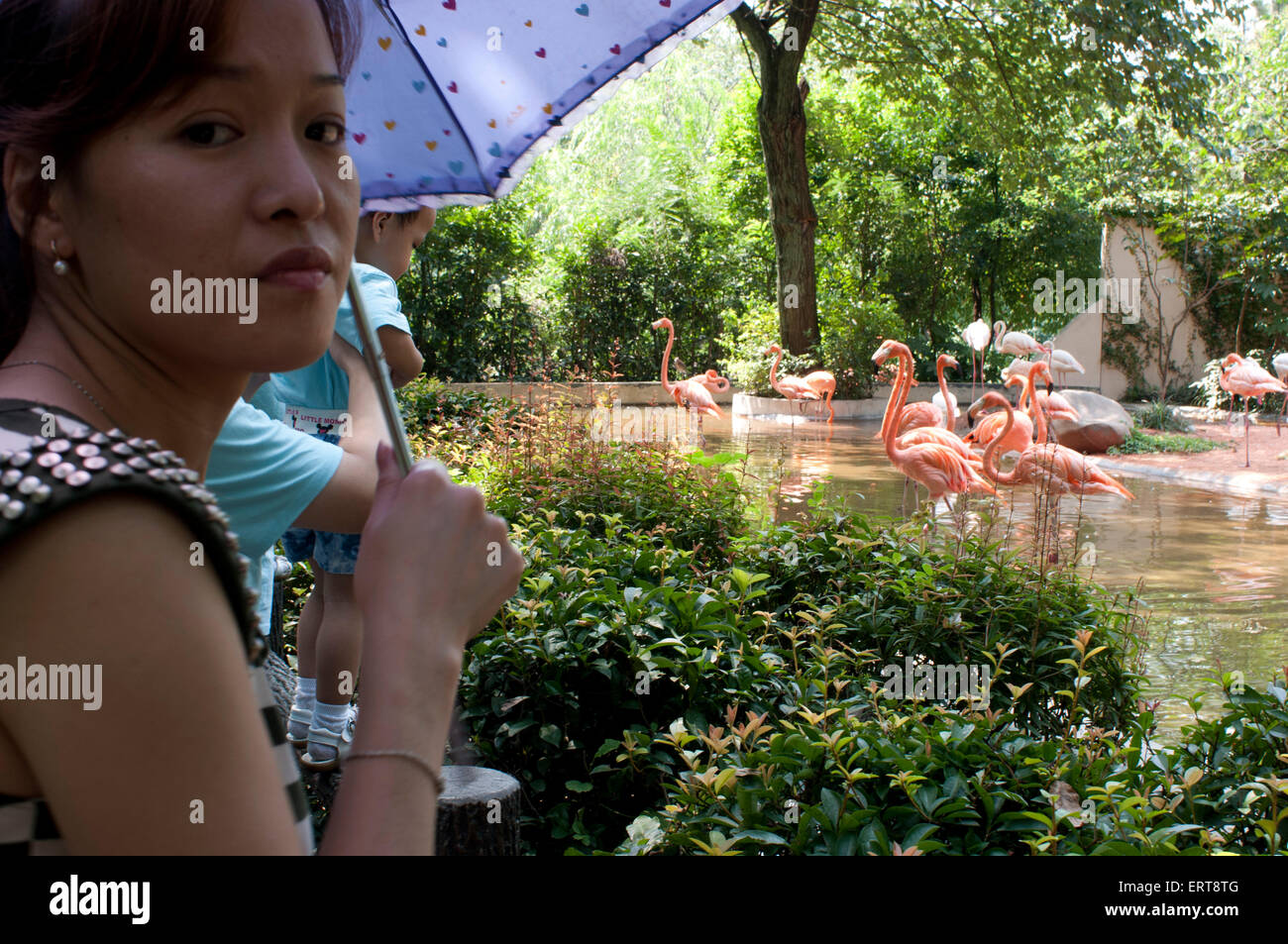Flamingos. Shanghai Zoo is the main zoological garden in Changning District in the Chinese city of Shanghai. After half a centur Stock Photo