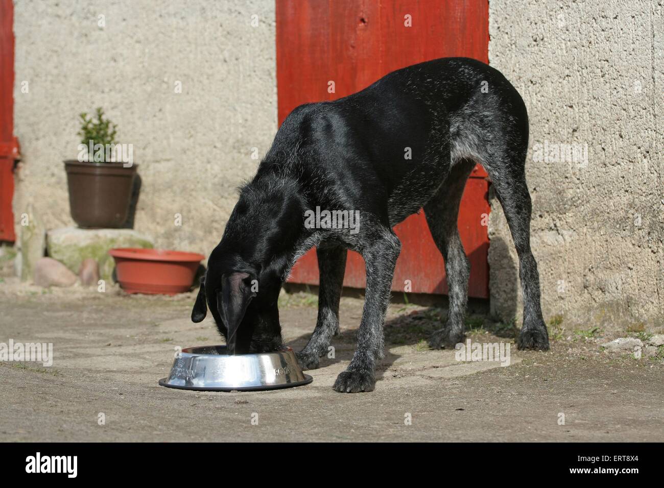 German Wirehaired Pointer Stock Photo - Alamy