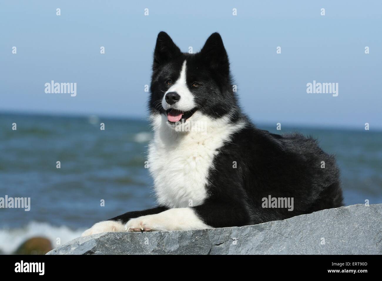 Karelian Bear Dog Stock Photo