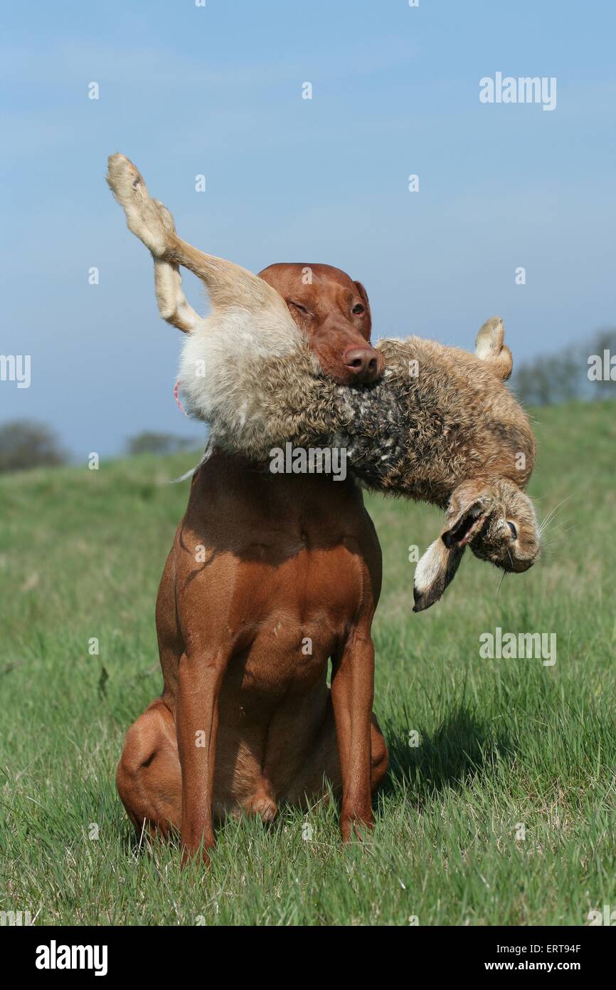 how do you train a rabbit to hunt dogs