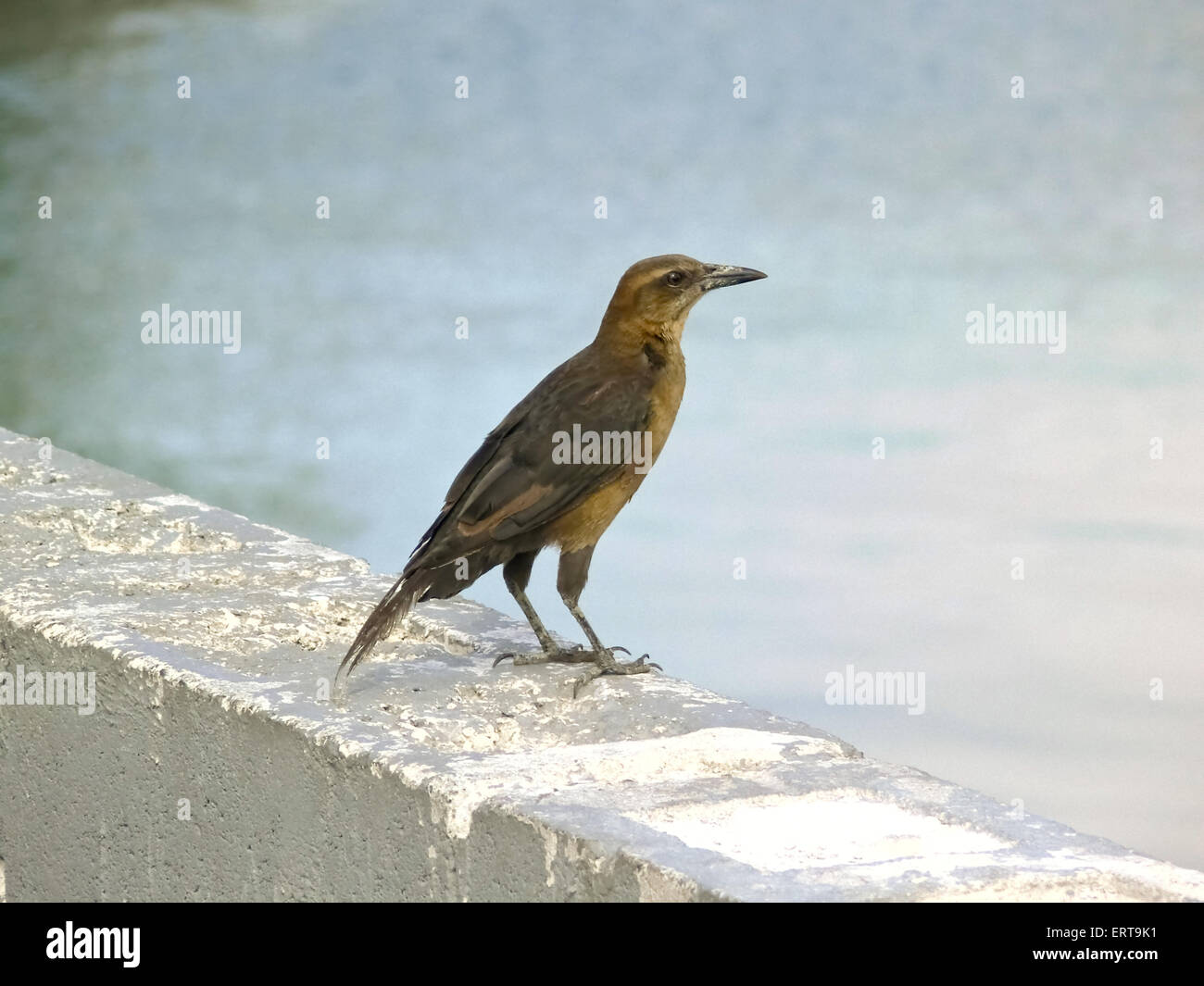 proud little songbird on a stone parapet Stock Photo