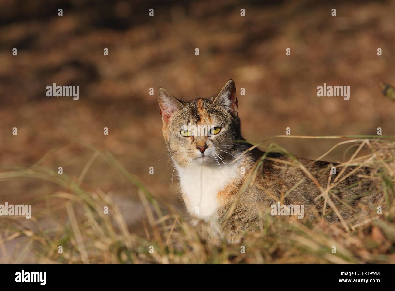 domestic cat portrait Stock Photo - Alamy