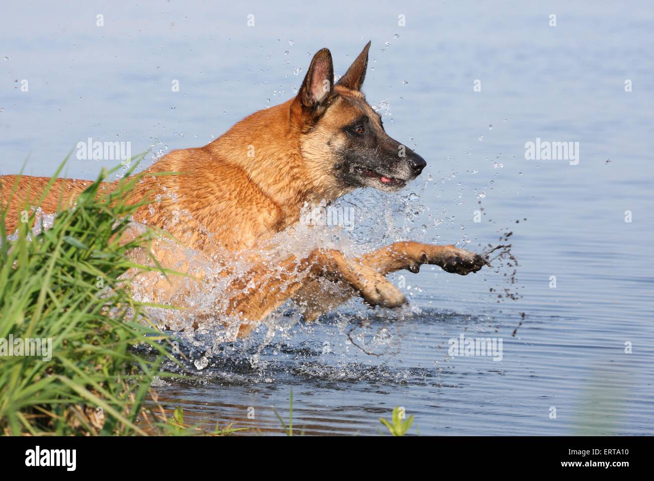 Malinois Jump Into Water Stock Photo Alamy