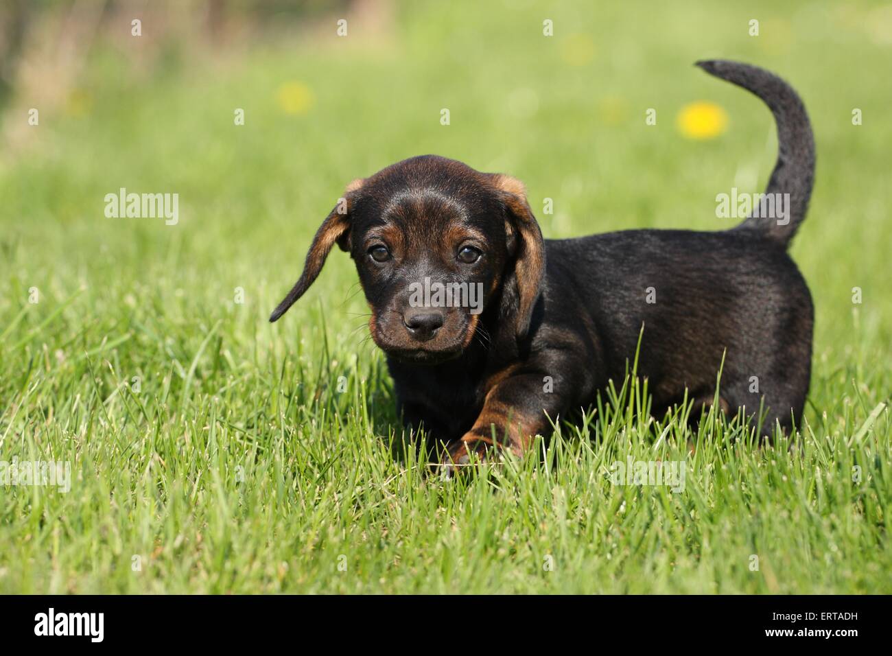 wirehaired Dachshund Puppy Stock Photo - Alamy