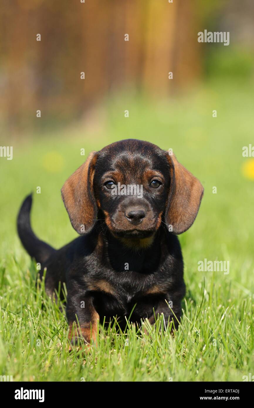 wirehaired Dachshund Puppy Stock Photo - Alamy