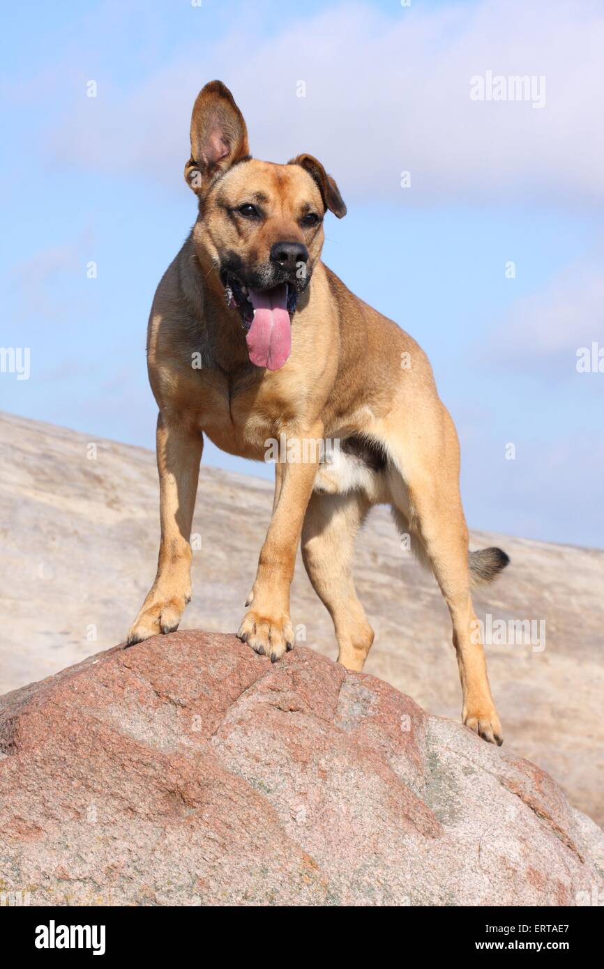 Boxer x cheap german shepherd