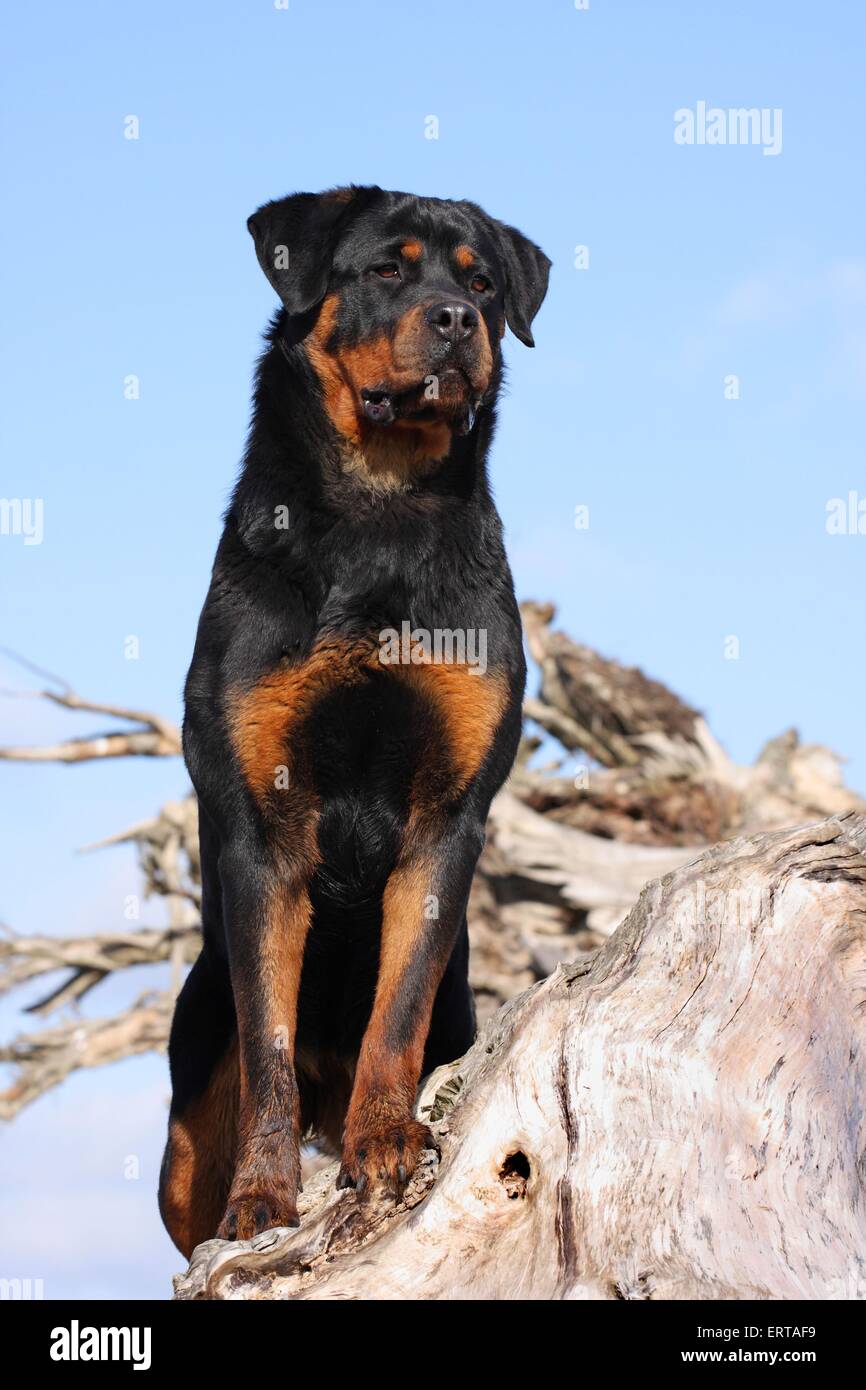 Medium sized root hi-res stock photography and images - Alamy