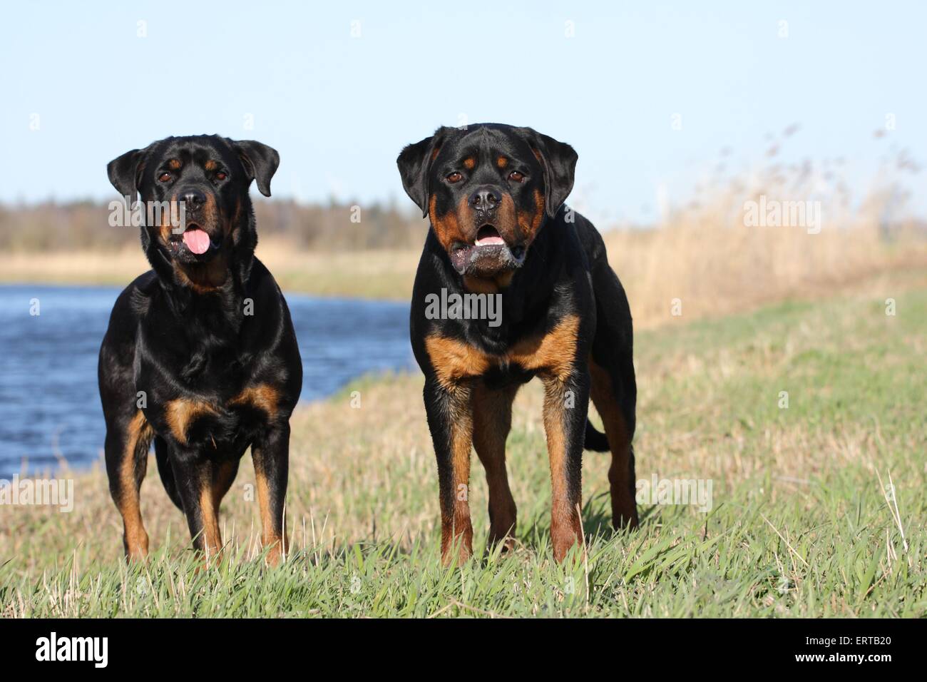 Rottweilers two dog rottweiler hi-res stock photography and images - Alamy