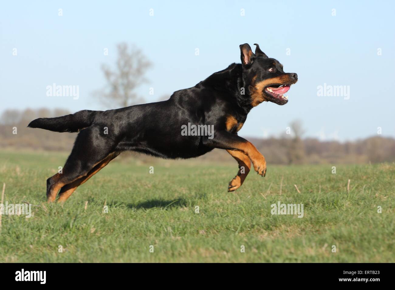 Sport Rottweiler Rottweiler profile hi-res stock photography and images - Alamy