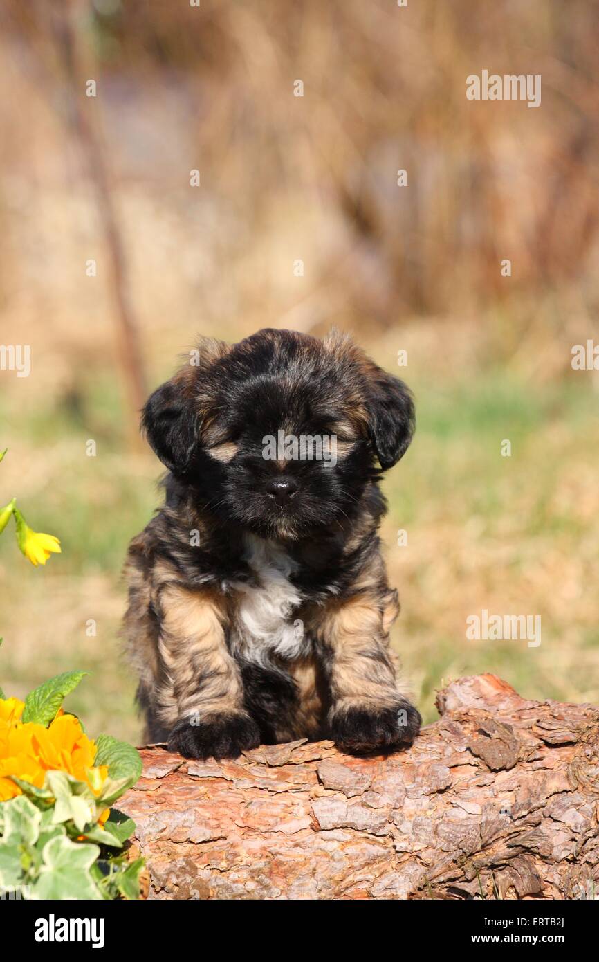 Tibetan Terrier Puppy Stock Photo Alamy