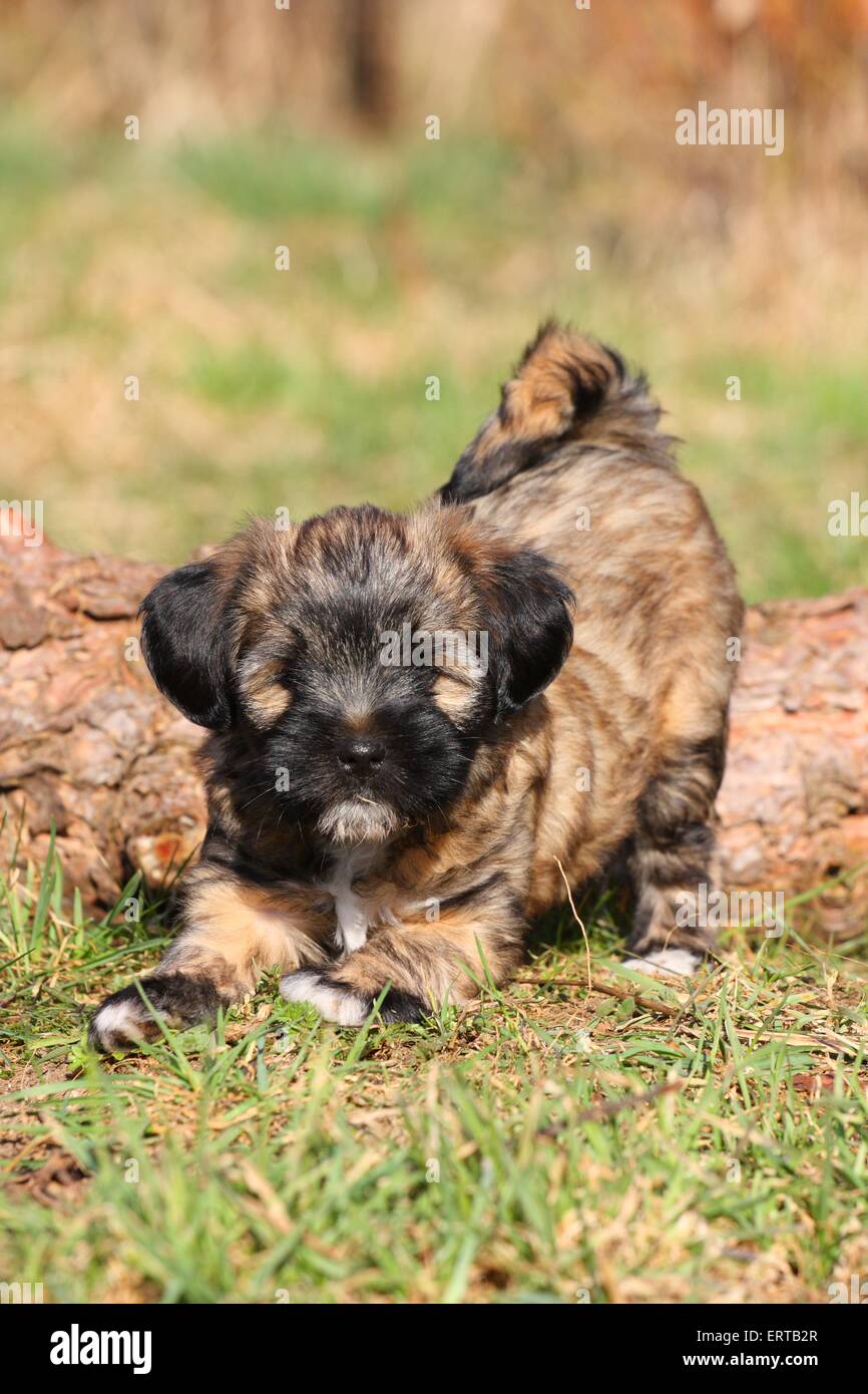 Tibetan Terrier Puppy Stock Photo Alamy