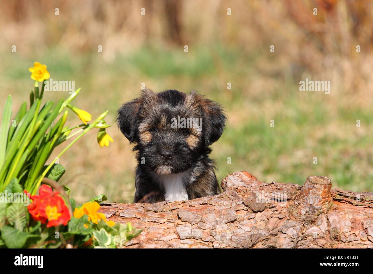 Tibetan Terrier Puppy Stock Photo Alamy