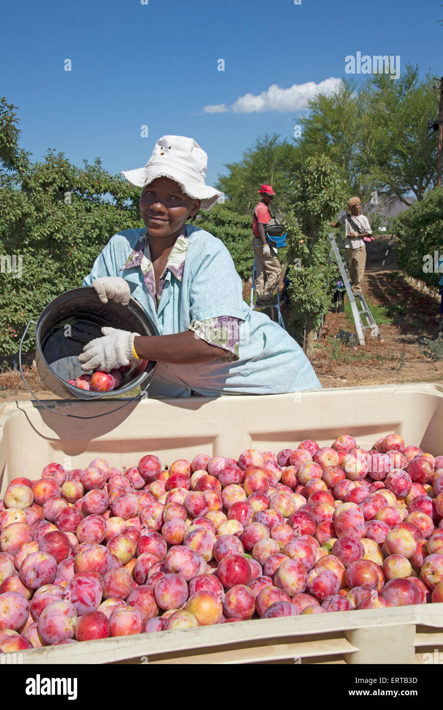 Fruit orchard western cape hires stock photography and images Alamy
