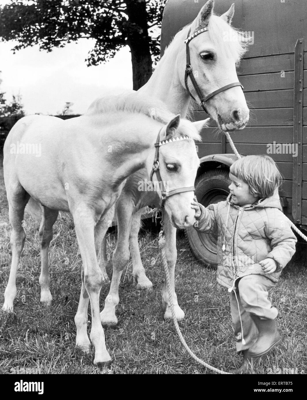 Sedgefield Agricultural Show. Two year old Tracy Herron of Sedgefield looking after her father's Welsh ponies. 10th August 1974. Stock Photo