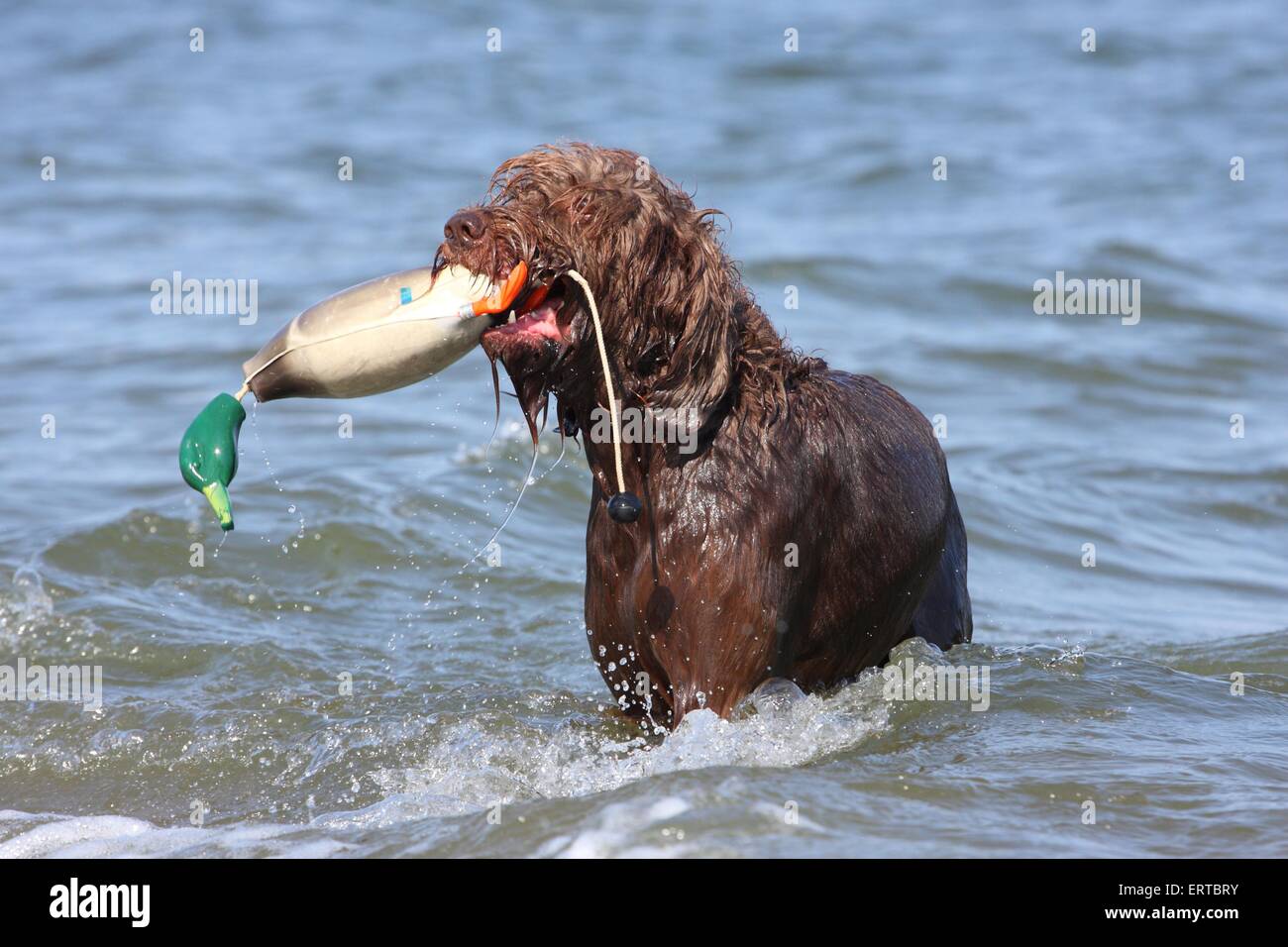 retrieving German Broken-coated Pointing Dog Stock Photo