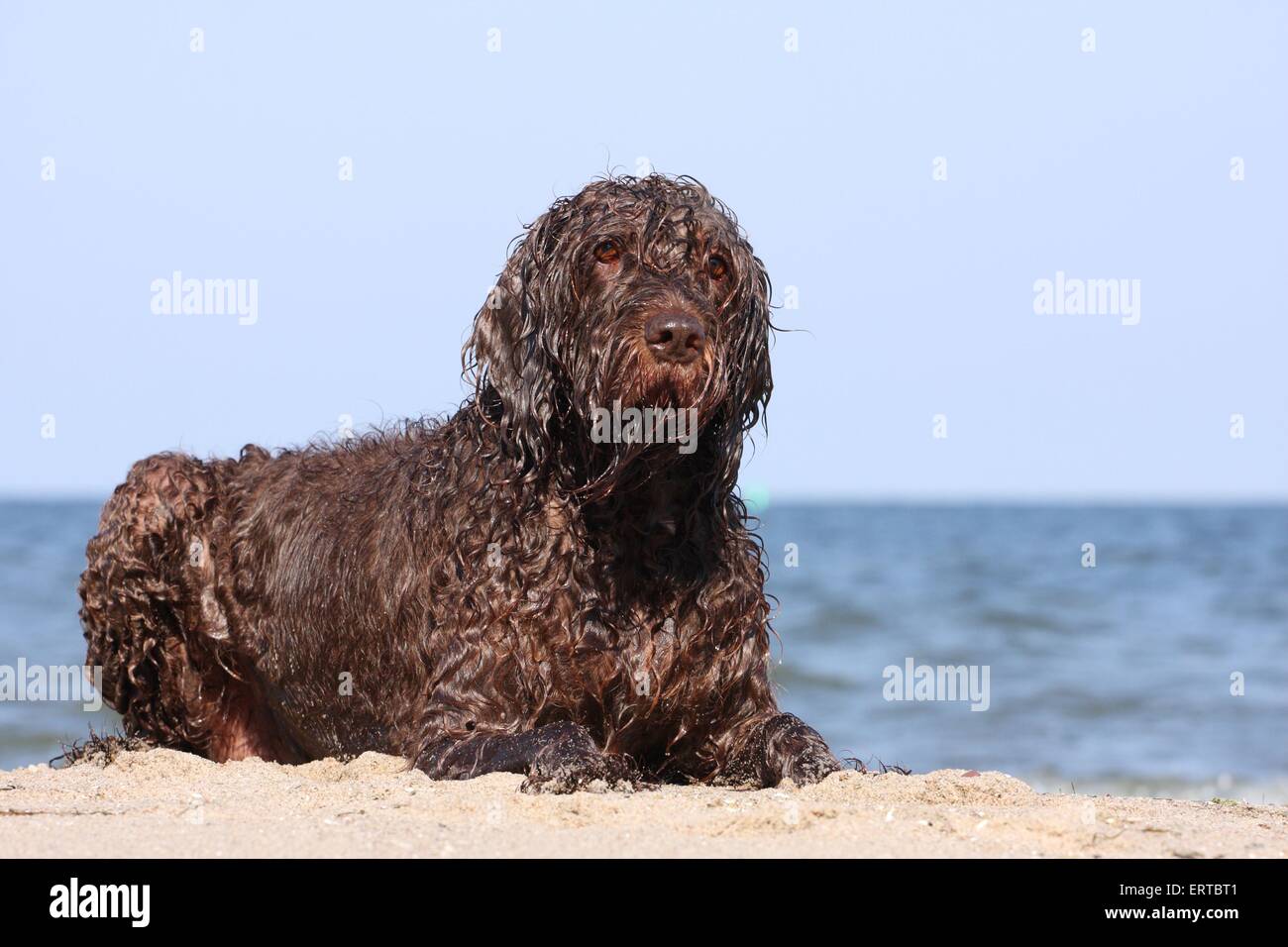 lying German Broken-coated Pointing Dog Stock Photo