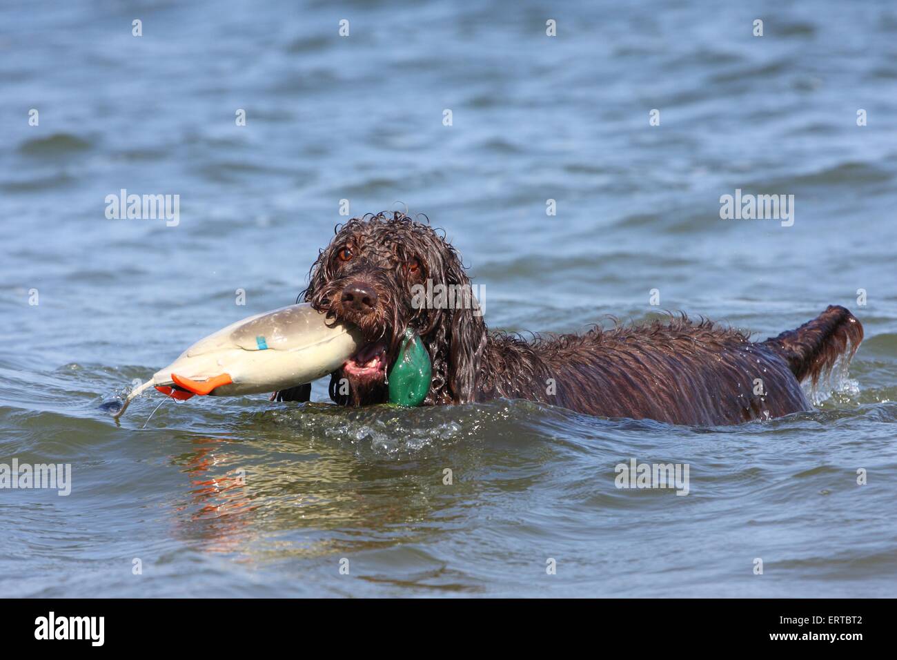 retrieving German Broken-coated Pointing Dog Stock Photo